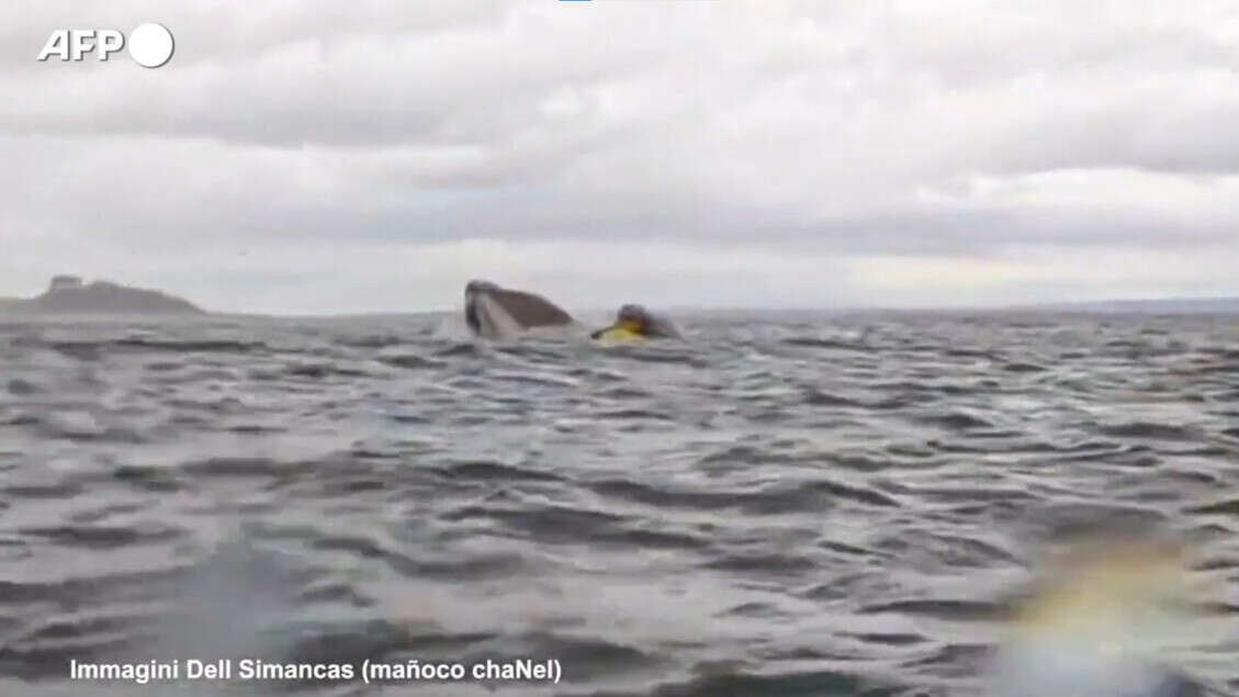 Canoista 24enne ingoiato da una megattera al largo delle coste del Cile