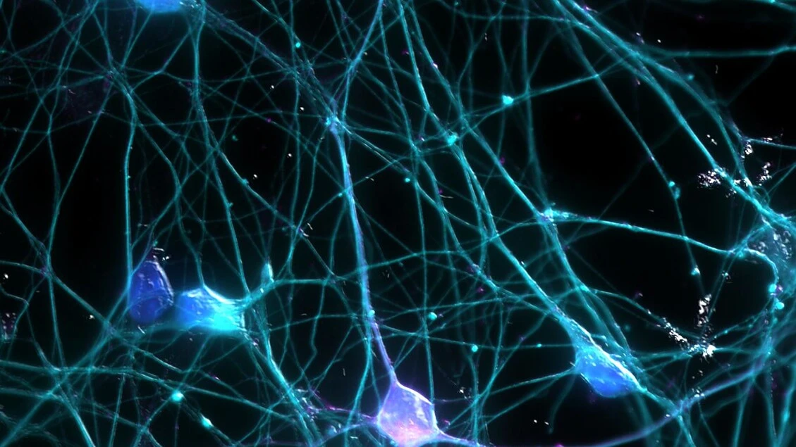 Parkinson, nanocorpi ripristinano un enzima chiave per i neuroni