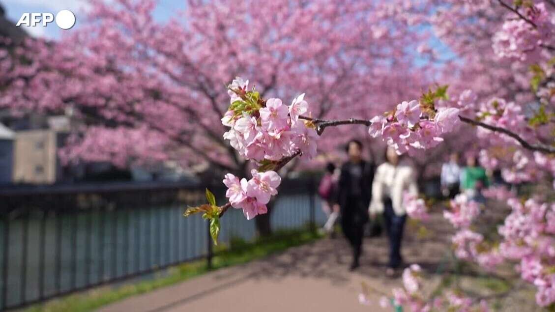 Giappone, migliaia a Kawazu per la fioritura anticipata dei ciliegi