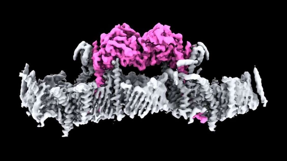 Vista per la prima volta la proteina all’origine del Parkinson