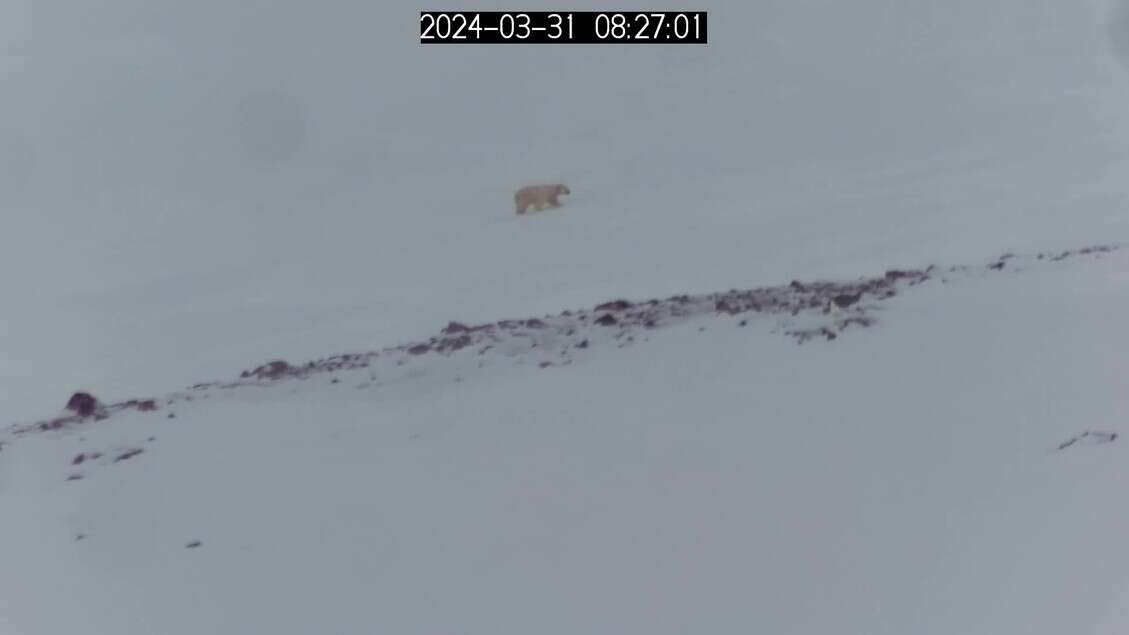 Cuccioli di orso polare escono dalla tana e raggiungono la madre (fonte: Polar Bears International / Norwegian Polar Institute / San Diego Zoo Wildlife Alliance)