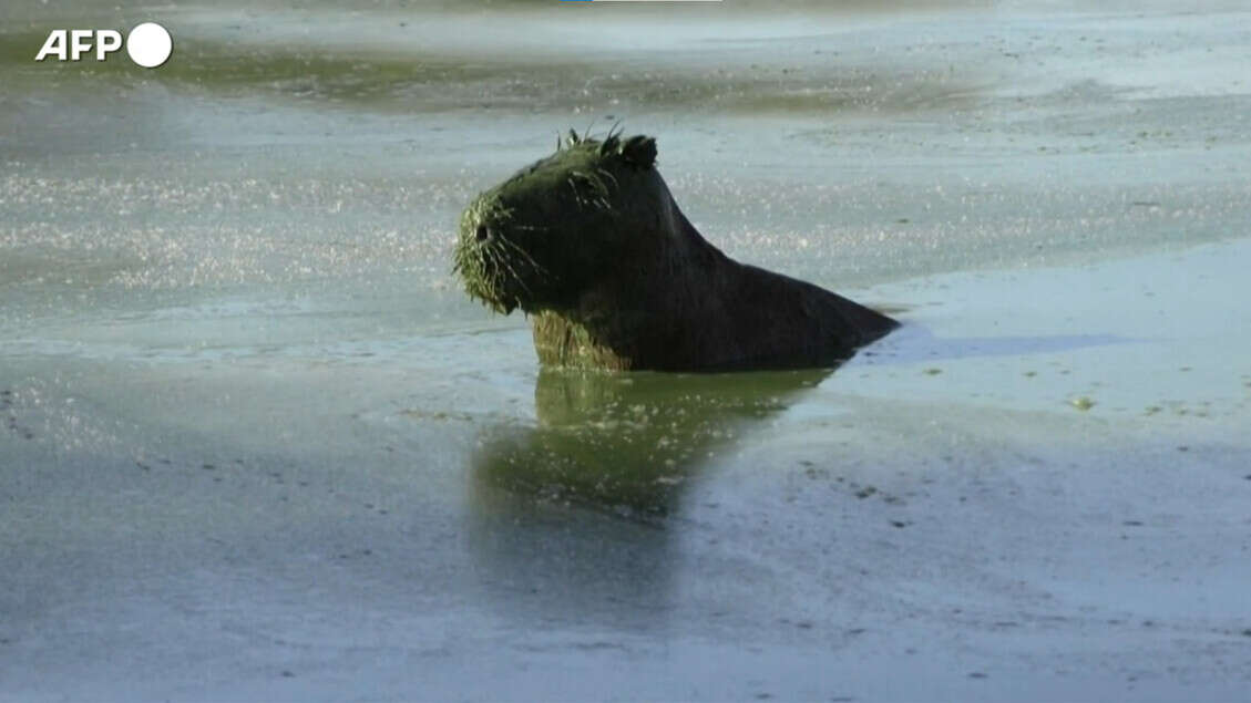 I capibara nel lago Salto Grande riemergono completamente tinti di verde