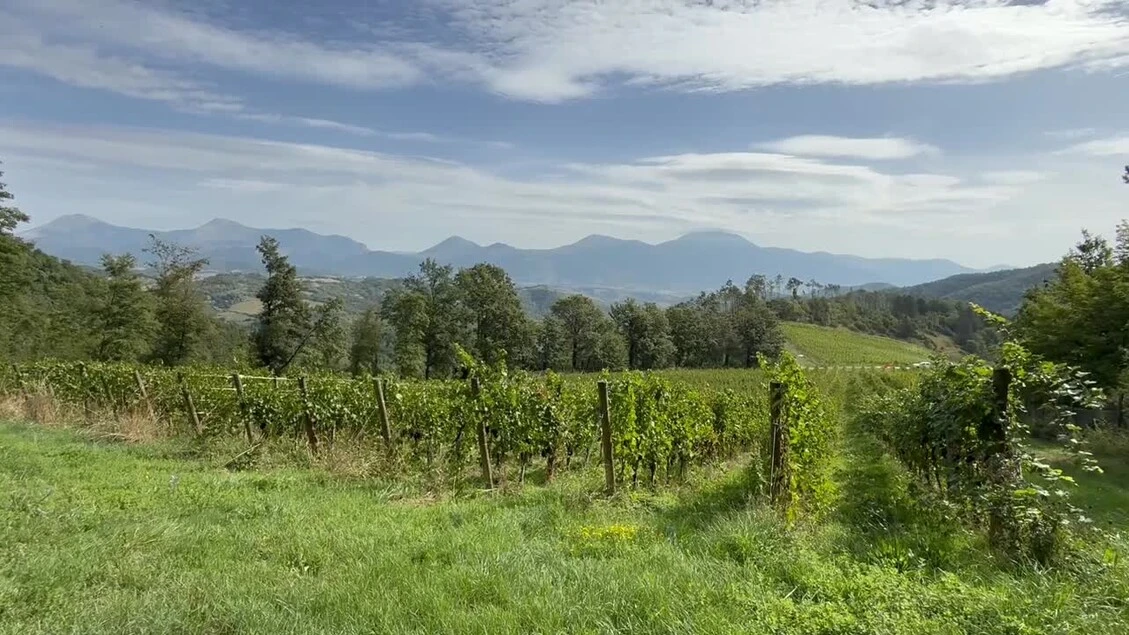+++ DOPPIONE +++ Viticoltura eroica, vigneti a 800 metri di quota sull'Appennino umbro