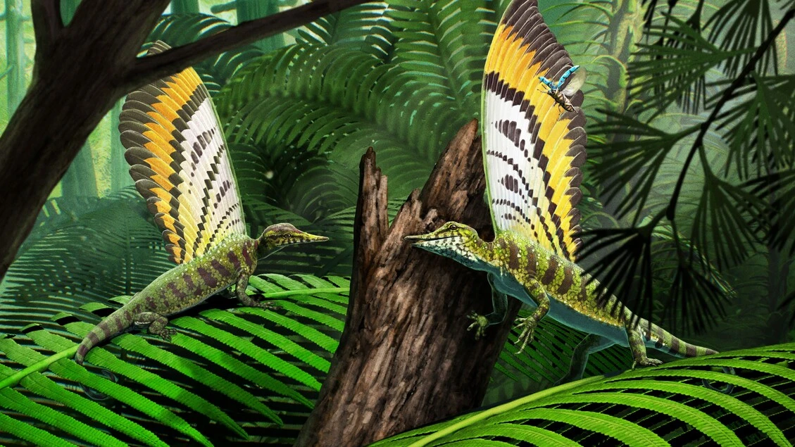 Un piccolo rettile con piume mai viste fa riscrivere l'evoluzione