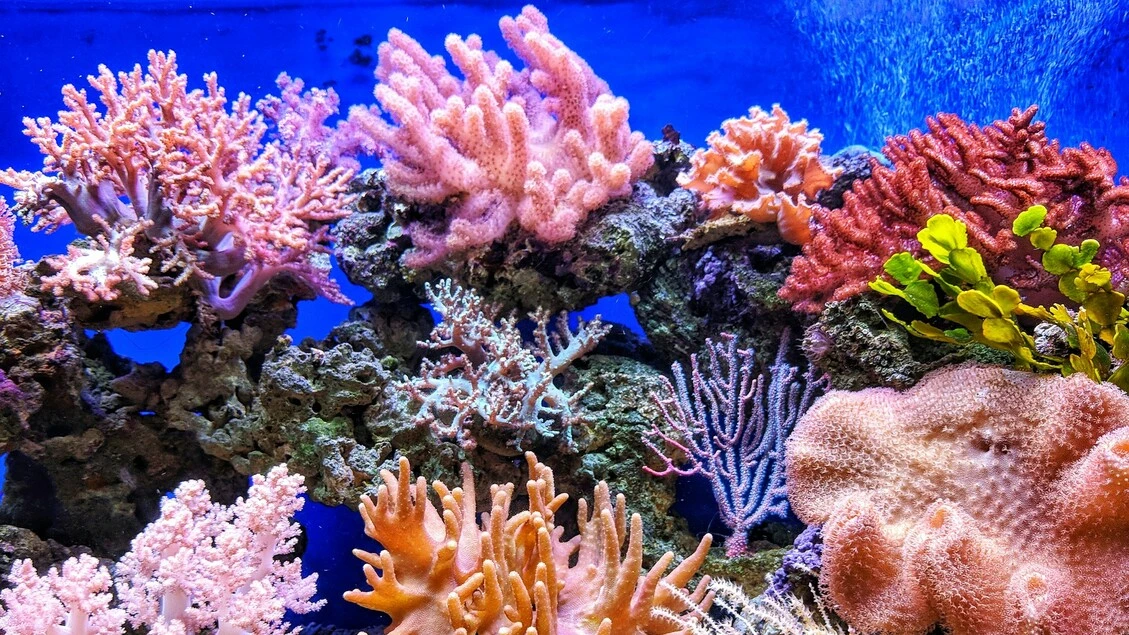 Almeno 3.500 specie animali minacciate dal cambiamento climatico
