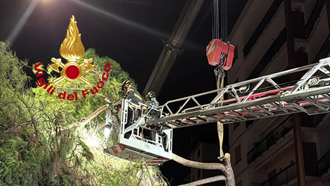 Grosso pino cade su furgone in sosta a Firenze, nessun ferito