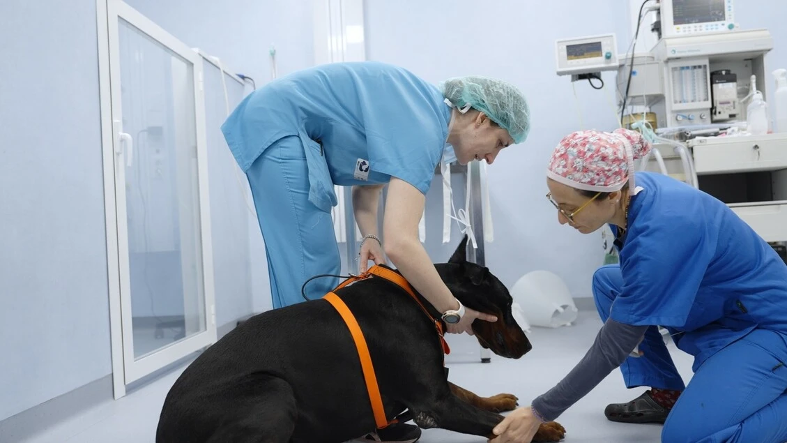 Pet Anatomy, il docu-reality su veterinari, animali e famiglie