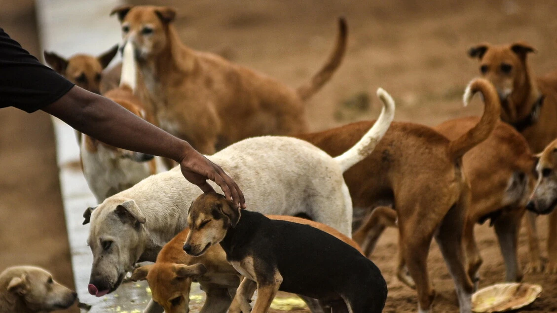 Corte Suprema a governo Delhi, 'via i cani randagi dalle strade'