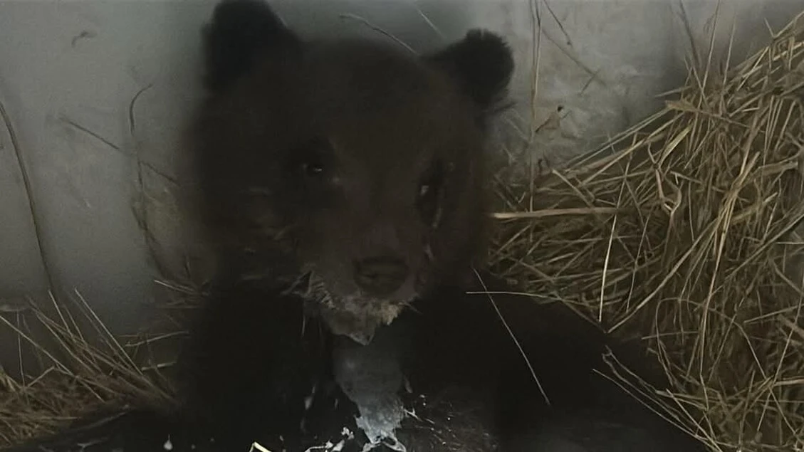 Trovato cucciolo di orso abbandonato nel Parco d'Abruzzo