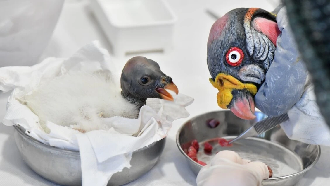 Al Bioparco di Roma l'8 maggio è nato un raro avvoltoio papa