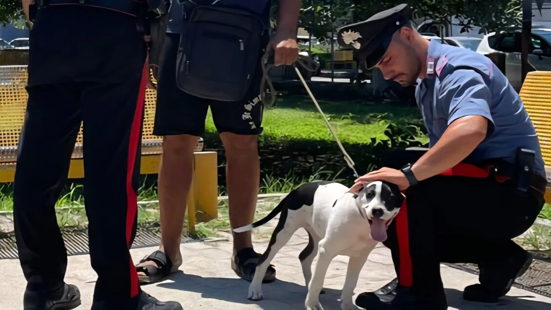 Ruba cane e pretende denaro per restituzione, arrestato