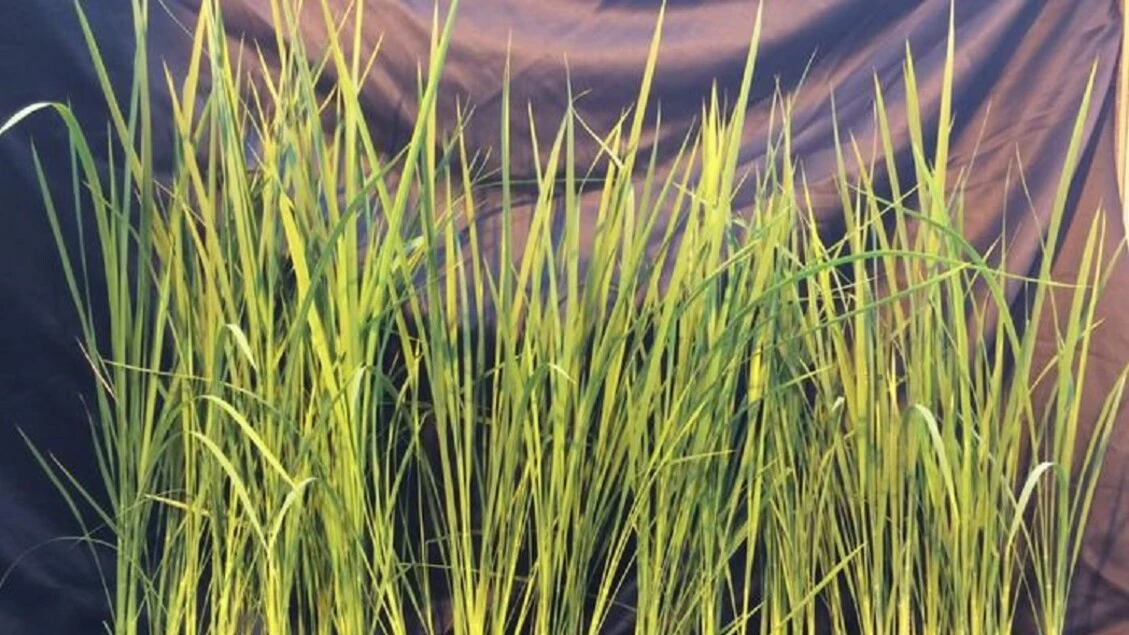 Moon-Rice, nasce in Italia il riso per le future basi spaziali