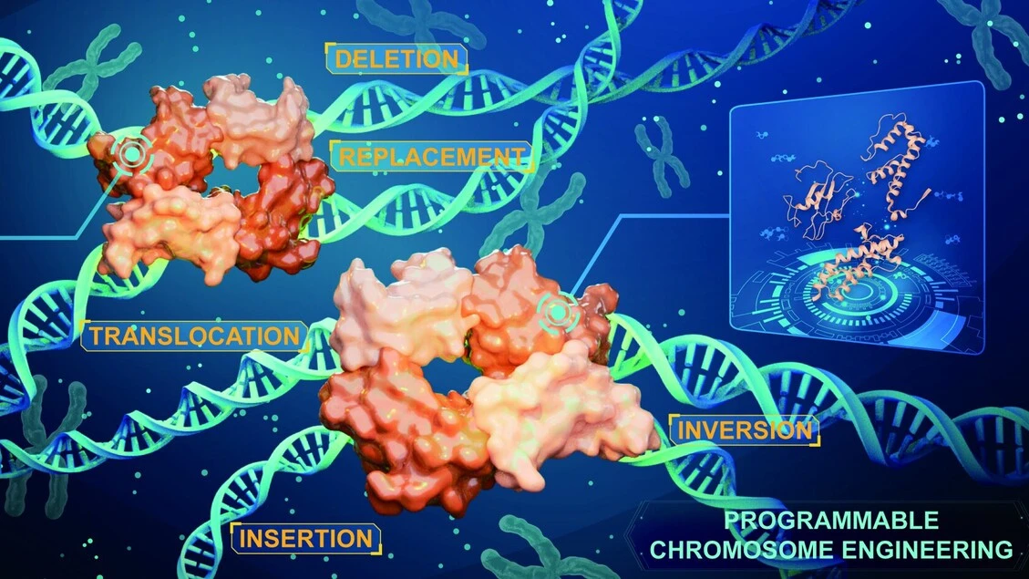 Due nuove tecniche modificano i cromosomi senza lasciare tracce