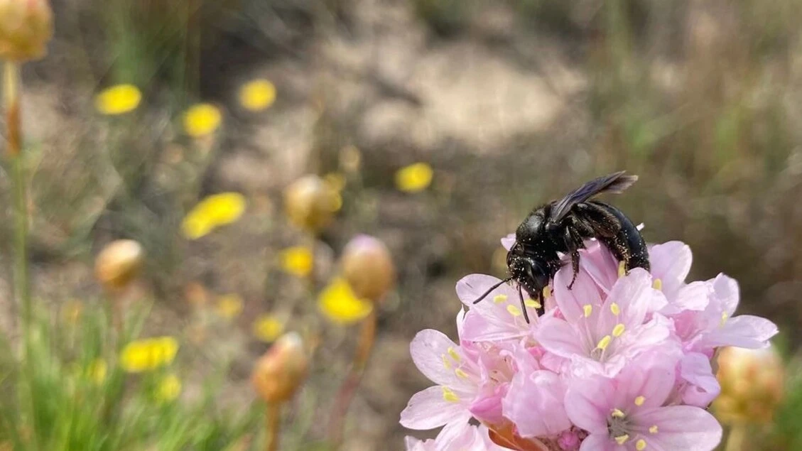 Una nuova specie di ape scoperta nel nord Sardegna