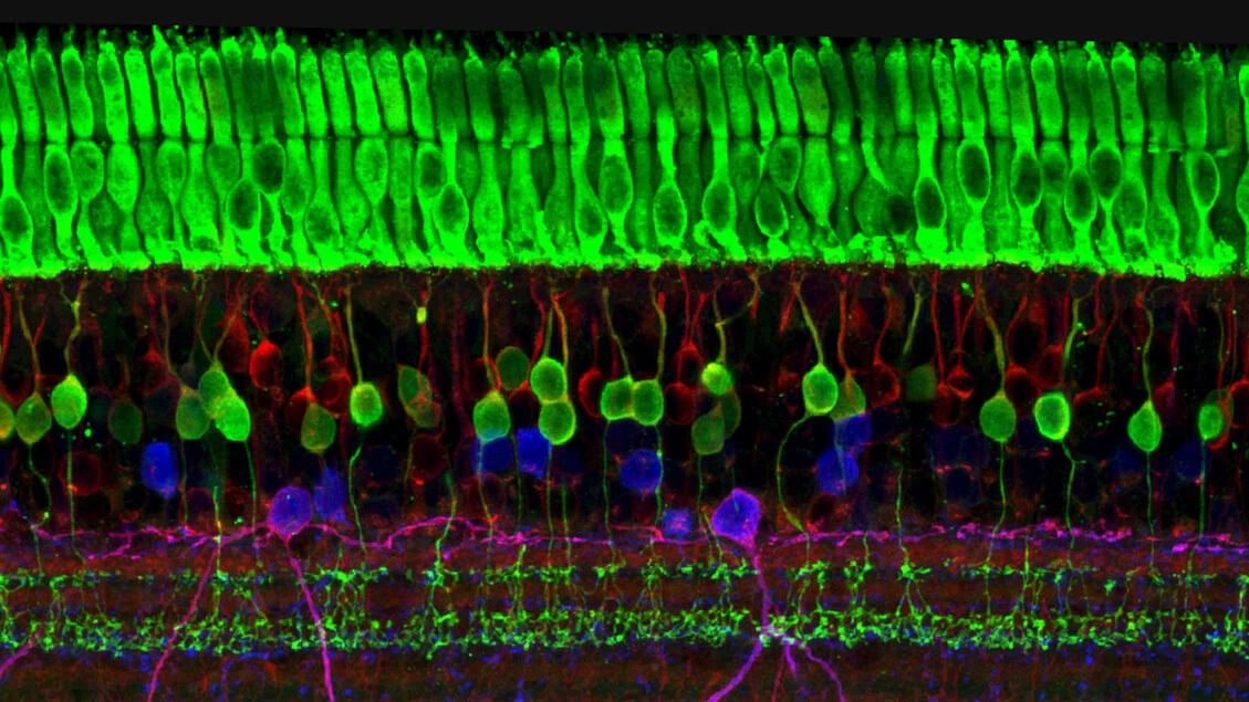 Una retina artificiale ha ripristinato la vista nei topi