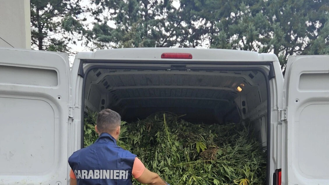 Maxi piantagione di marijuana nell'Oristanese, 9 arresti