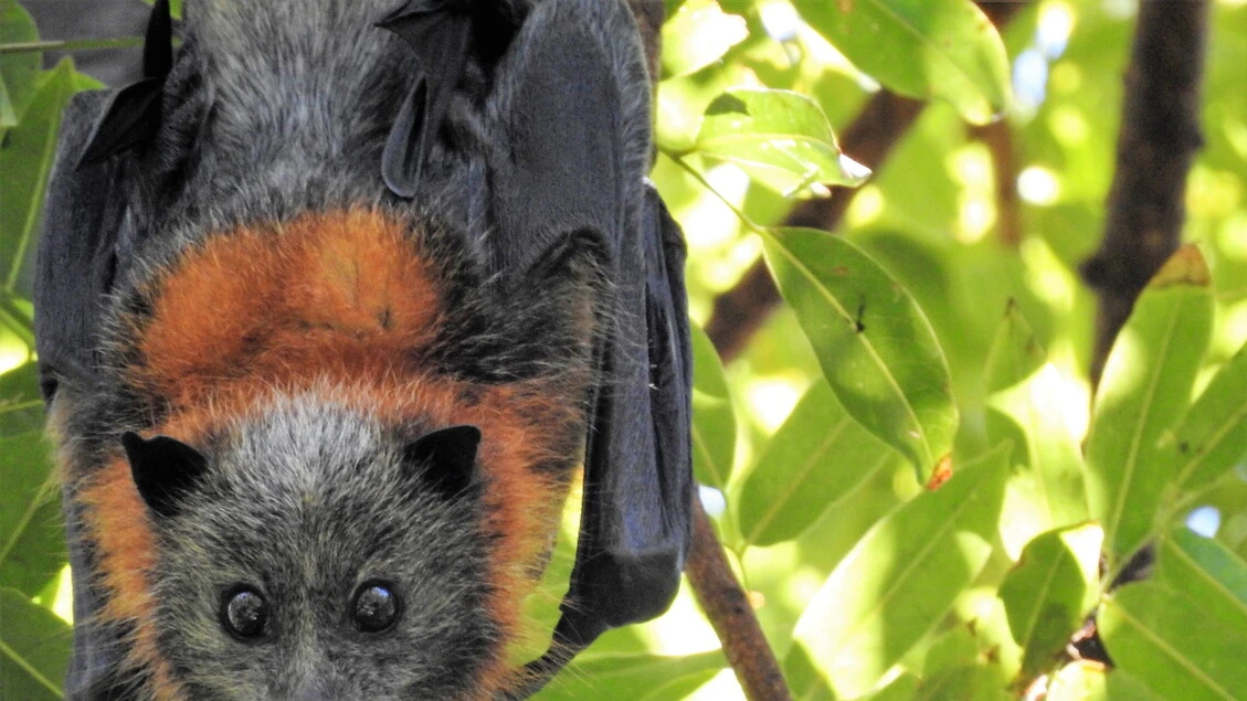 Scoperte in Cina 20 nuove specie di virus nei pipistrelli