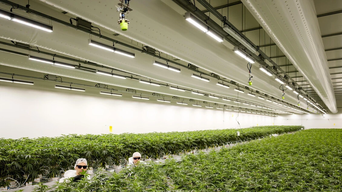 Radicali,titolari negozi cannabis light rischiano 20anni carcere