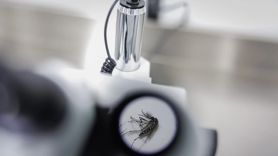 Da Dengue a Chikungunya, per ogni grado in più sale del 20% rischio infezione