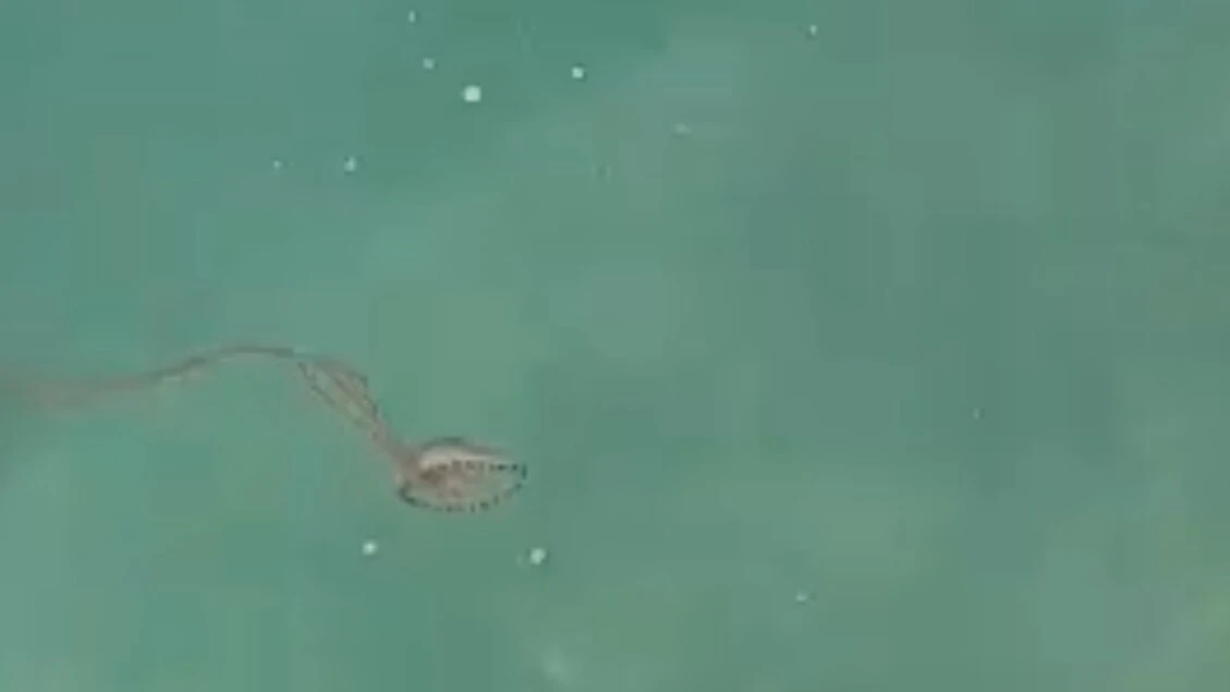 'Strane' meduse Chriysora presenti nel golfo di Trieste