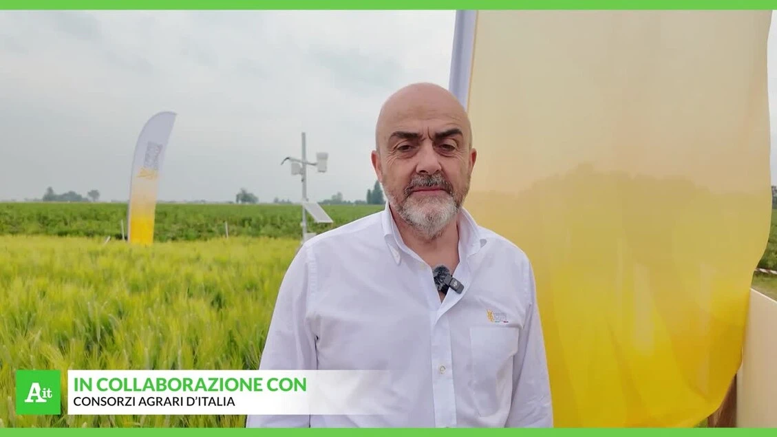 Grano, qualita' in crescita ma preoccupa la contrazione delle superfici