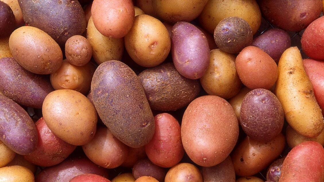 Le patate si sono evolute dai pomodori 9 milioni di anni fa