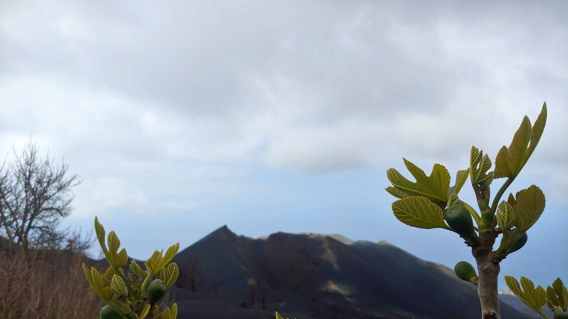 Nell’isola di La Palma, laboratorio a cielo aperto della biodiversità