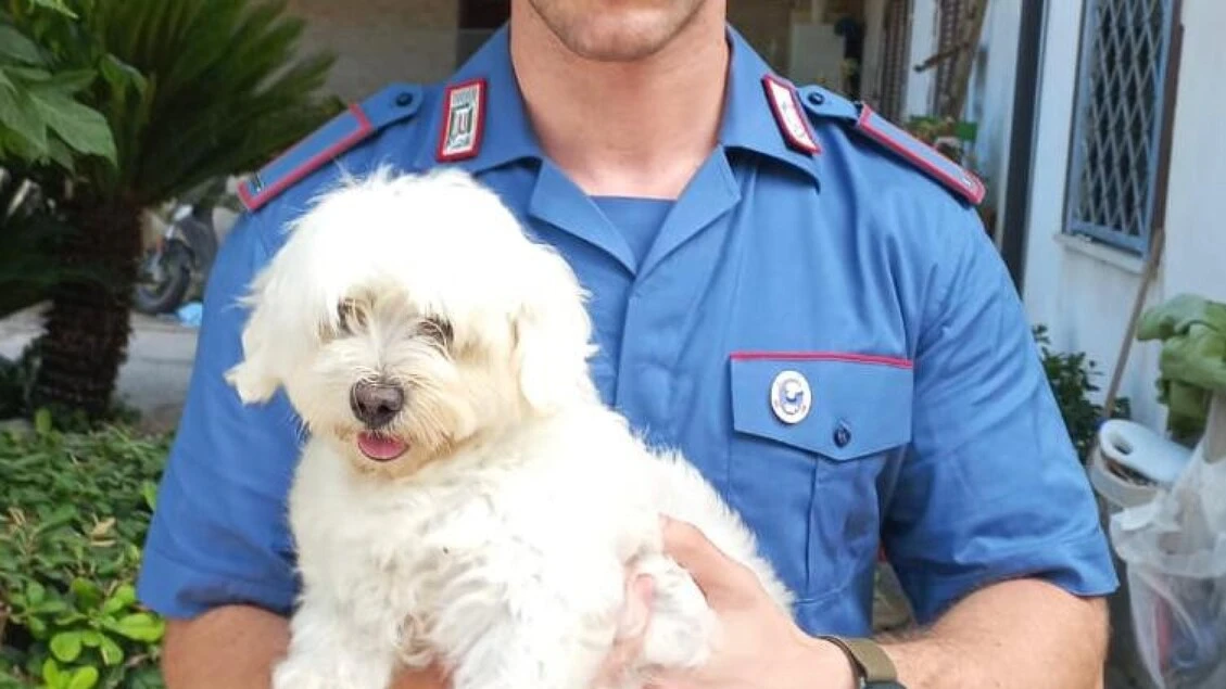 'Se vuoi rivedere il cane prepara 450 euro', arrestato 16enne