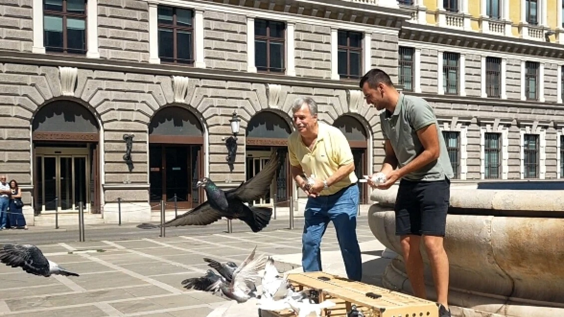Poste Italiane celebra con una mostra i colombi viaggiatori