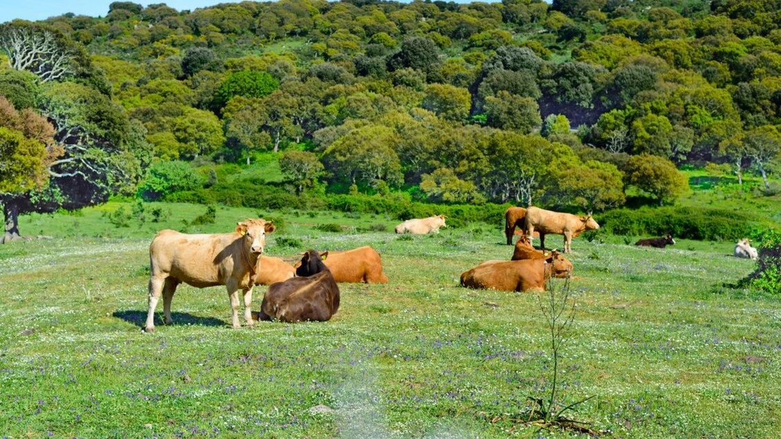 Fao, quadruplicata l'offerta globale di carne in sessant'anni