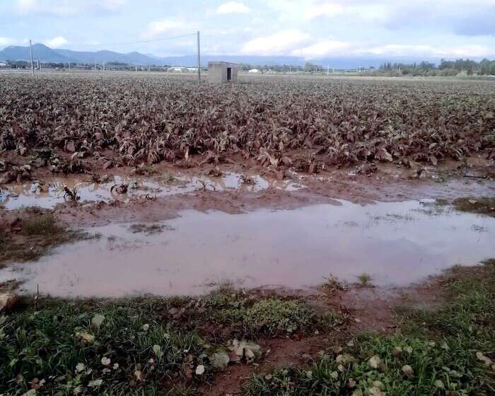 Maltempo in Sardegna, conta dei danni nelle campagne allagate