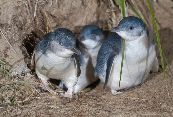 Svelata la vita segreta dei pinguini, tra divorzi e tradimenti