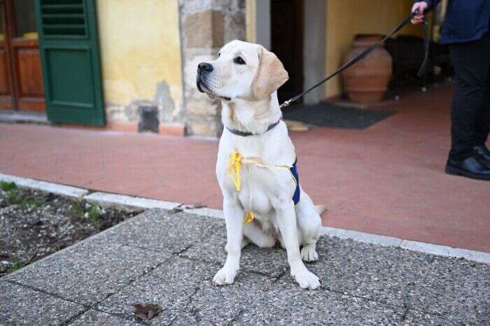 Cani da allerta per diabete, Lea sventa una crisi