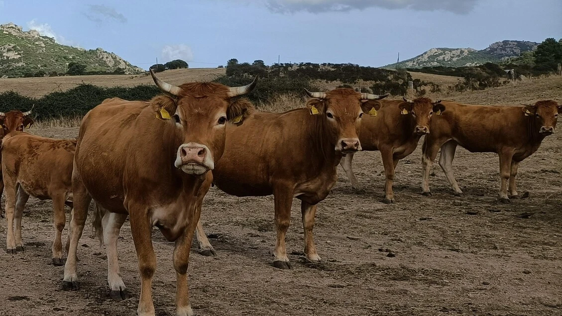Dermatite bovini in Sardegna,Unità di crisi conferma blocco capi