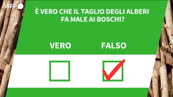 ANSA VERIFIED - E' vero che il taglio degli alberi fa male ai boschi?