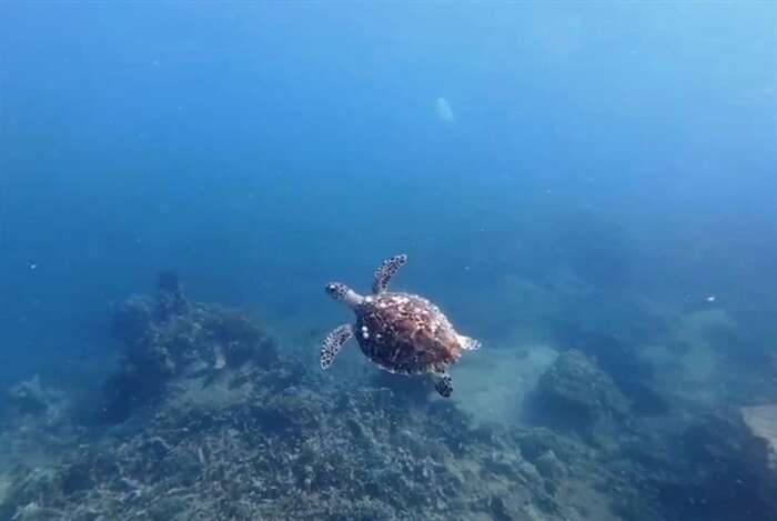 Avvistata dopo anni una tartaruga marina in mare Vietnam