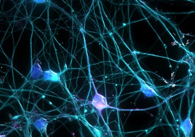 E’ vero che nel cervello adulto non si formano più nuove cellule?