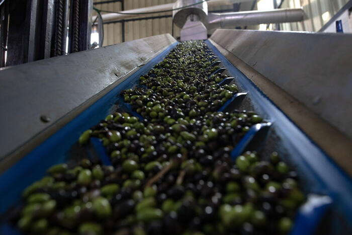 Annata 'ottima' per l'olio extravergine di oliva umbro