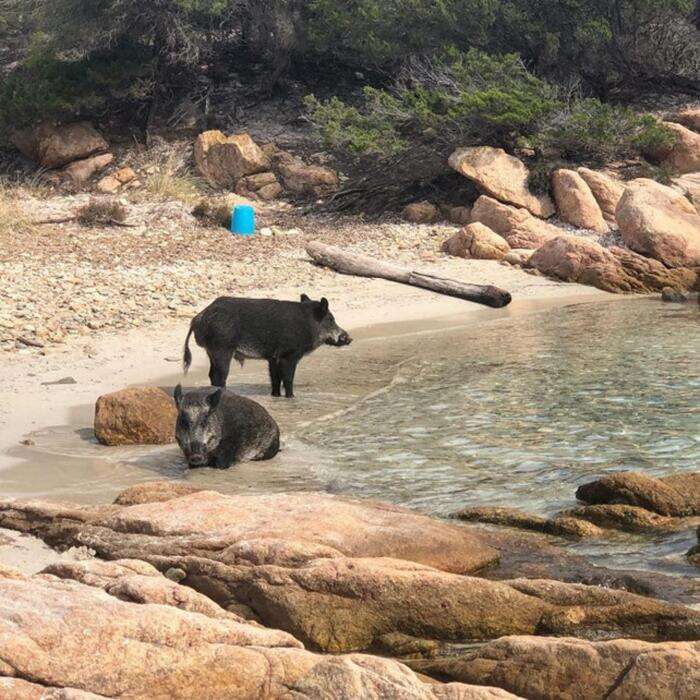 Abbattimento di cinghiali a Spargi, animalisti in rivolta