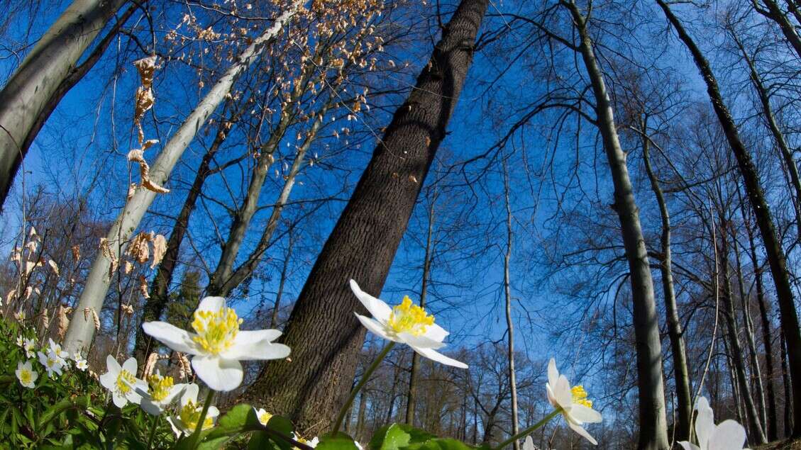 Illusione di primavera, da domenica pioggia