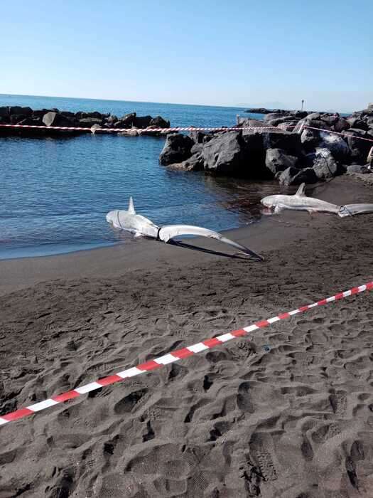 Due squali volpe trovati spiaggiati nel Napoletano