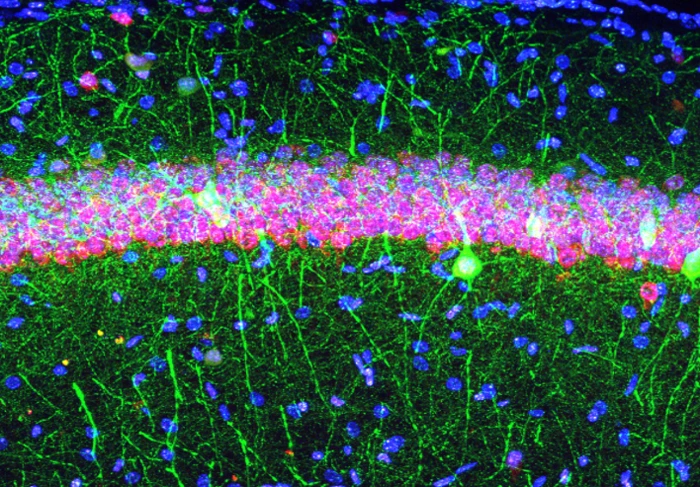 Accelera la ricerca di nuove terapie per i neonati prematuri
