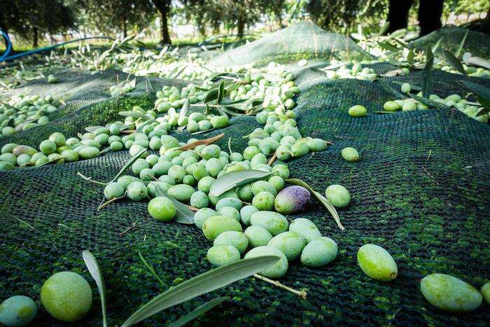 Ismea, crolla produzione olio di oliva, attesa flessione del 32%