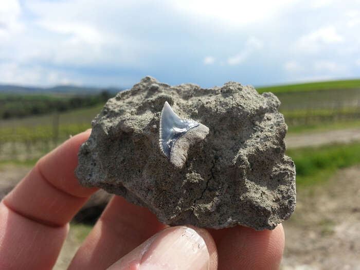 Ricostruito l'antico passato della Toscana, quando vi nuotavano gli squali