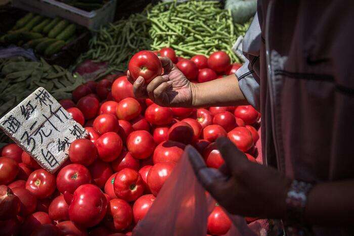 Inchiesta Bbc, pomodori 'italiani' in Gb vengono da Xinjiang