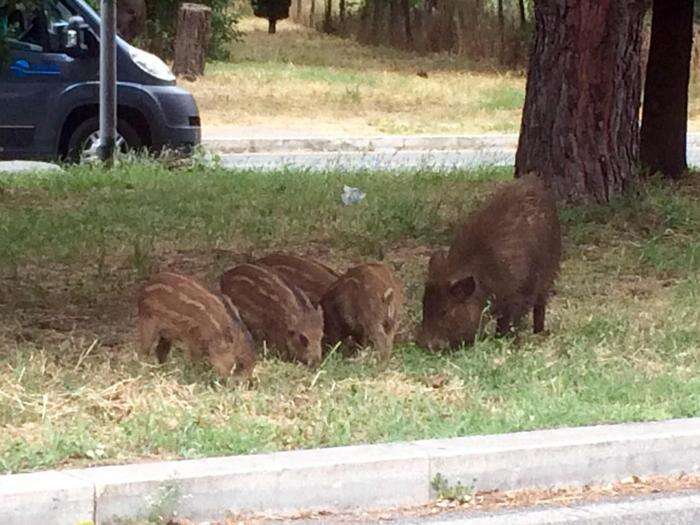 Eradicata la Peste suina a Roma e revoca zone restrizione