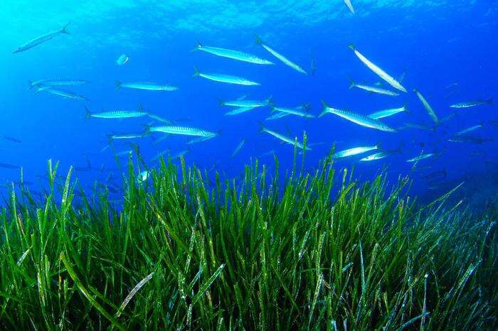 Avvistato a Trieste un grosso banco di barracuda boccagialla