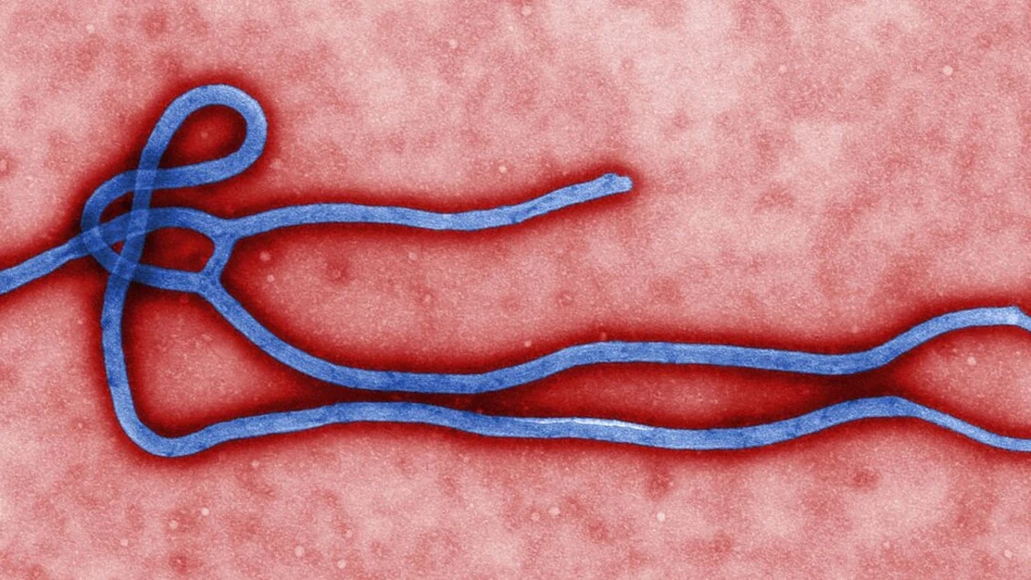 Ebola, i cinque punti cruciali dell'epidemia