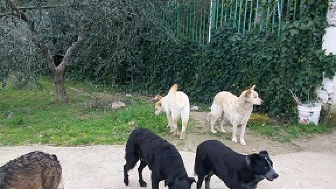 Niente cibo ai randagi, Comune introduce multe fino a 500 euro