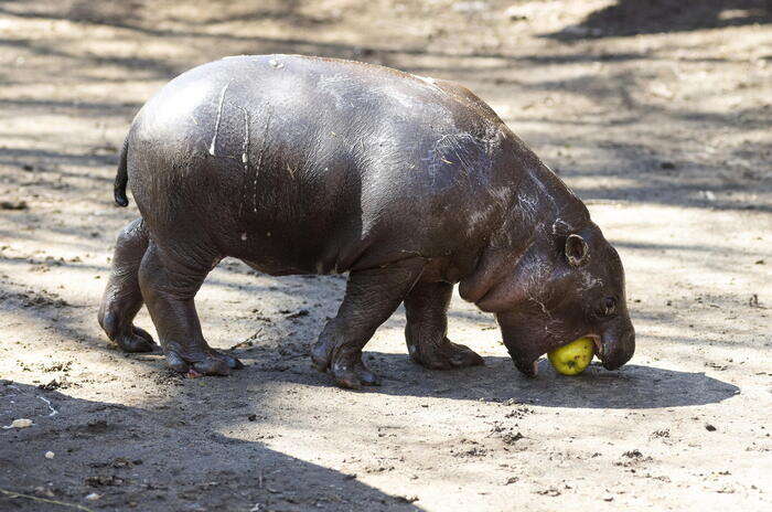 Una cucciola di ippopotamo pigmea conquista i cuori di tutto il mondo